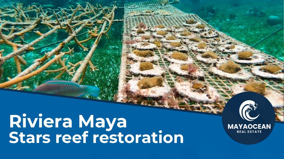Riviera Maya Stars Reef Restoration